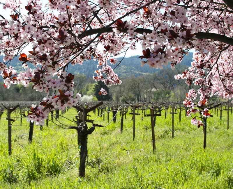 cherry-blossom-vineyard-featured