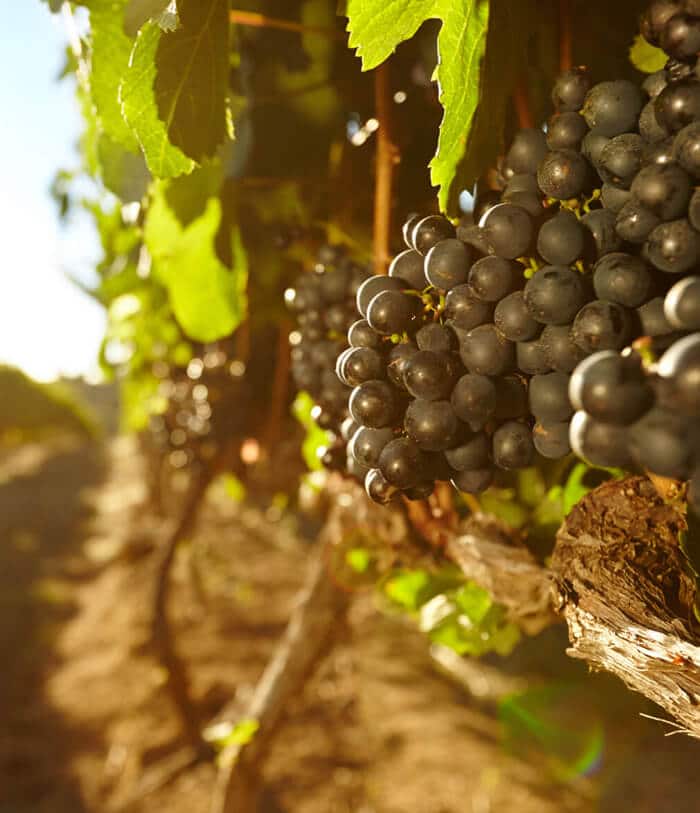 smith-anderson-winery-website-image