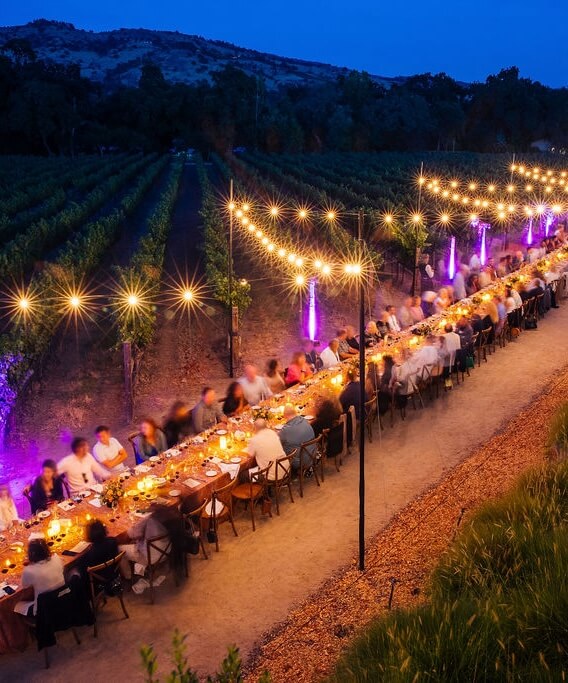 long table in middle of vineyard with guests eating